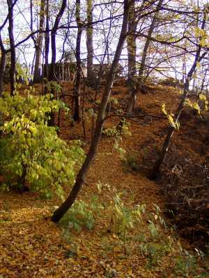 P1010007.JPG
